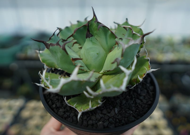 アガベ チタノタ 黒鯨 Agave titanota black whales No.3 |