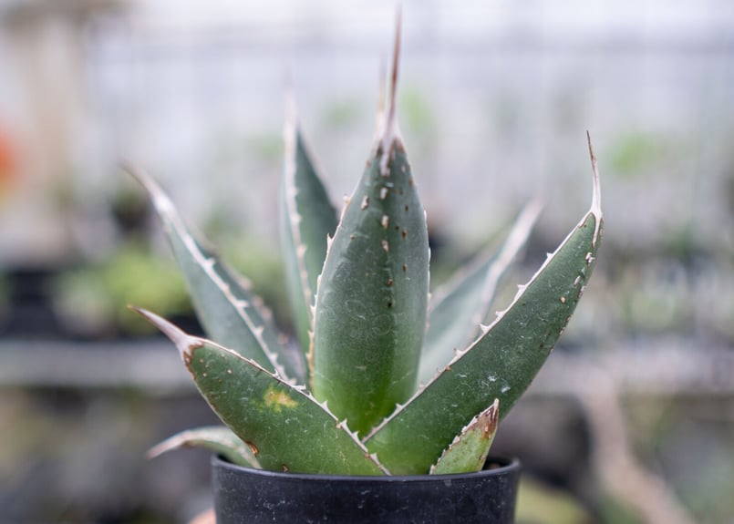 アガベ パープソラム | mana's farm:塊根植物・アガベ・ドライガーデン