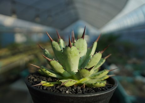 アガベ　マクロアカンサ×ポタトラム　 Agave macroacantha×potatorum