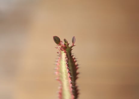 ユーフォルビア  紅彩雲閣　Euphorbia trigona f. rubra