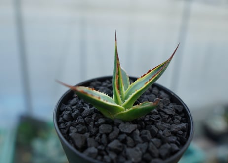 アガベ　サングロー　Agave  Sun Glow