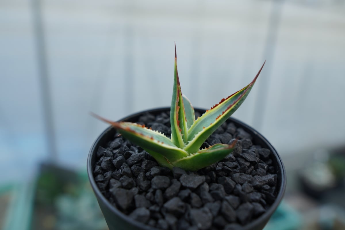 多肉植物　アガベ　サングロー【Agave ‘Sun Glow 斑入り】希少種！ 人気品種】アガベ サングロー Agave 'Sun Glow 斑入り - メルカリ