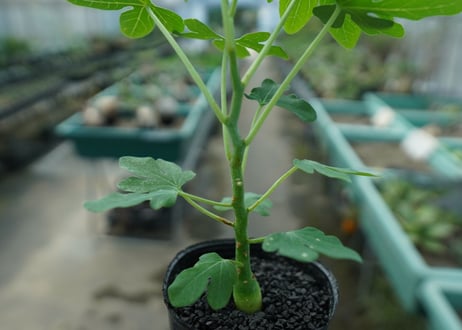 アデニア　グラウカ　Adenia glauca  No.10