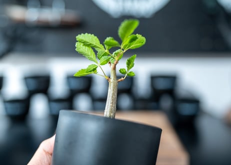 ブルセラ ヒンドシアナ Bursera hindsiana　沖縄実生