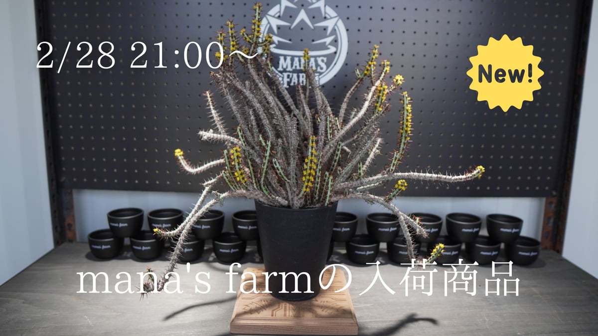 一株で存在感抜群な植物をアップします。 | mana's farm:塊根植物