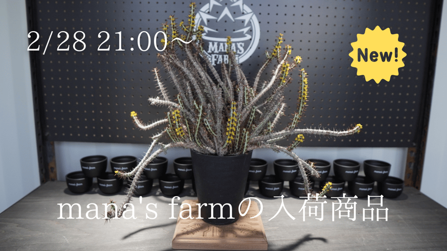 一株で存在感抜群な植物をアップします。 | mana's farm:塊根植物