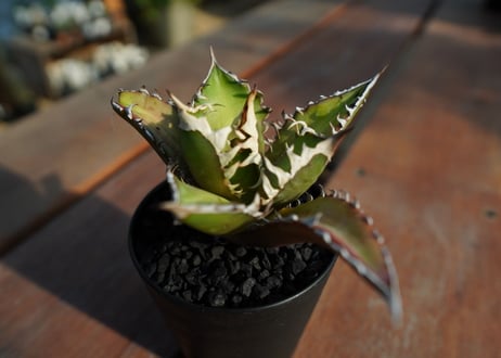アガベ　チタノタ　レッドキャットウィーズル　Agave titanota Red catweezle　No.4