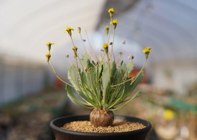 オトンナsp ユーフォルビオイデス×スタインコフ Othonna euphorbioides×