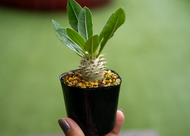 パキポディウム レウコキサンツム | mana's green:塊根植物販売