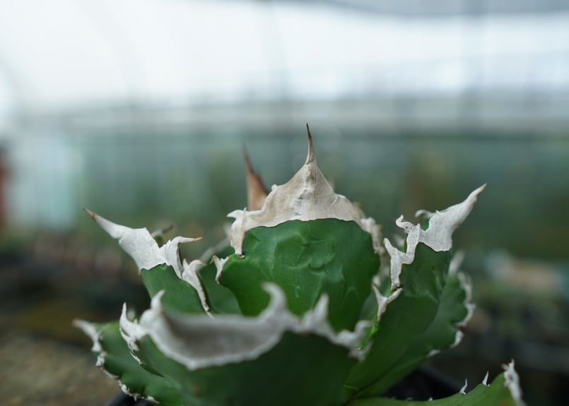 アガベ チタノタ 白火焔 agave titanota white fire | mana's