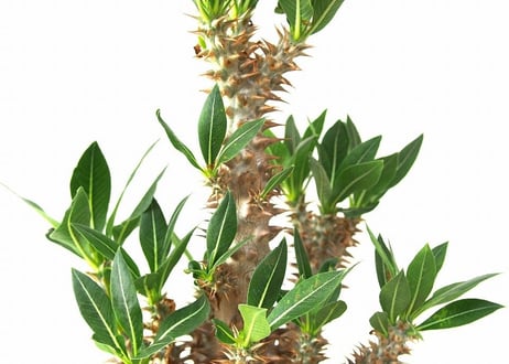 Pachypodium rosulatum   パキポディウム　ロスラーツム№3
