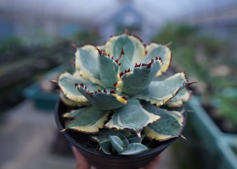 アガベ　兜蟹錦　連棘　Agave isthmensis “Kabutogani” variegata No.2