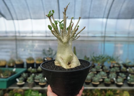 アデニウム　Adenium　No.5