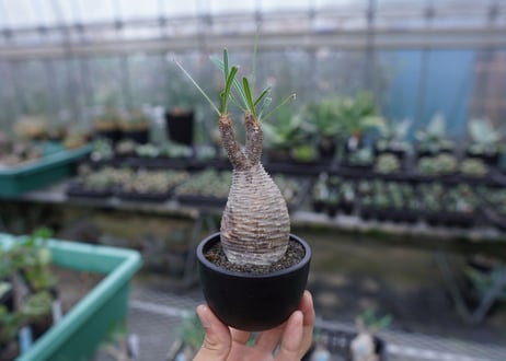 【発根管理中】パキポディウム　グラキリス　 Pachypodium Gracilius  No.5