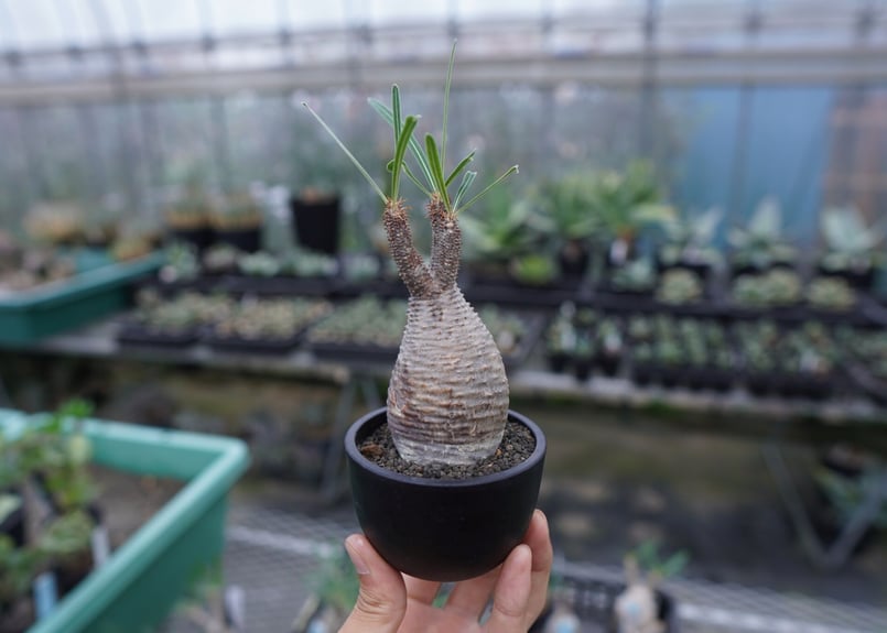 Pachypodium Gracilius パキポディウム グラキリス