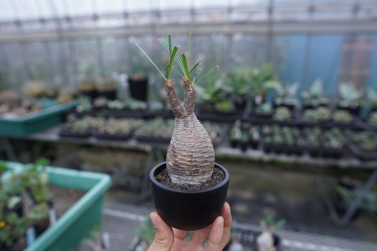 発根管理中】パキポディウム グラキリス Pachypodium Gracilius No