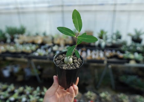 フォッケア　エデュリス　Fockea edulis　No.2