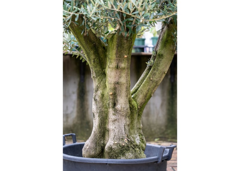 国産オリーブ ミッション No.8 | mana's farm:塊根植物・アガベ