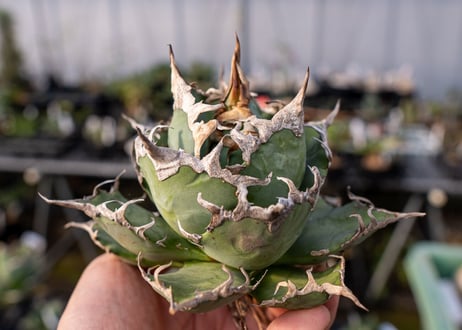 Agave titanota caesar 凱薩