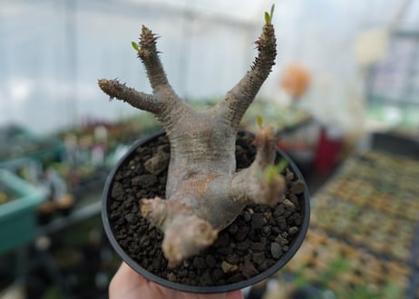 パキポディウム マカイエンセ　Pachypodium makayense　No.1