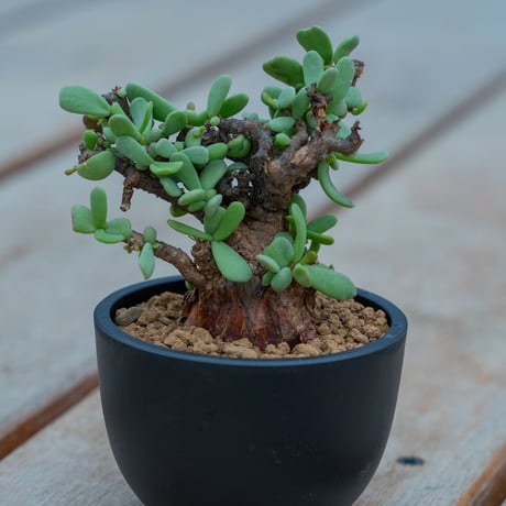 cerariapygmaea | STORES