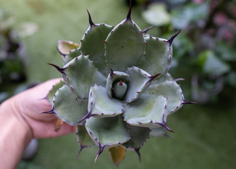 potatorum x macroacantha mini  NO.4