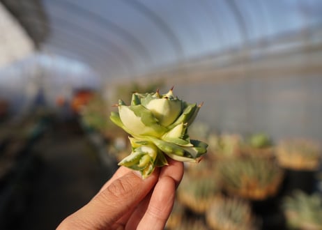 agave 王妃雷神黄中斑 NO.5