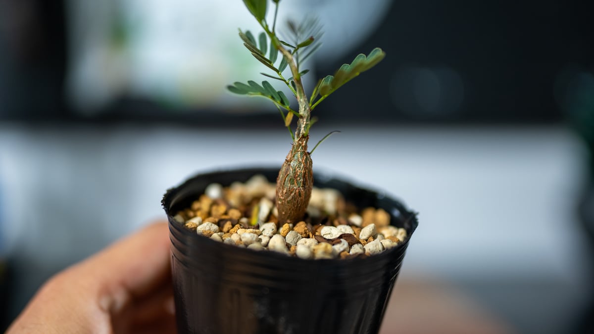 センナ メリディオナリス 沖縄実生 | mana's green:塊根植物販売