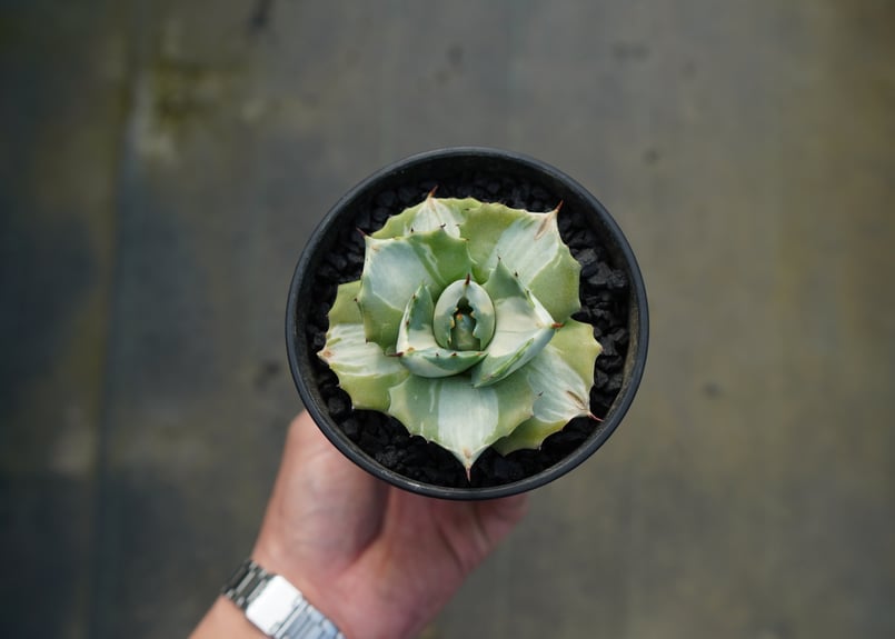 フォルベシーアゲハ♂♀標本★スマトラ島産★ニセナガサキ・ 美麗♀大稀種‼️ フォルベシーアゲハ♂♀標本☆スマトラ島産☆ニセナガサキ・ 美麗♀大稀