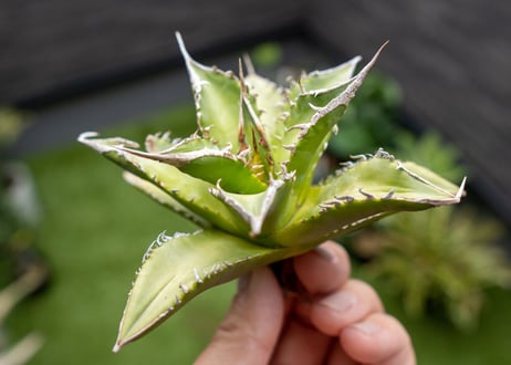 Agave Sowing seeds NO.3