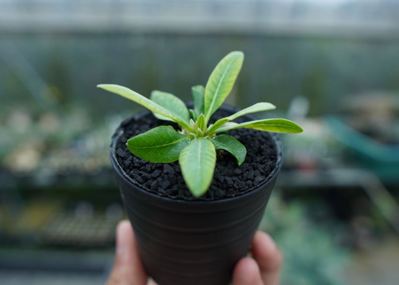 パキポディウム 恵比寿笑い Pachypodium brevicaule ⑥ パキポディウム 恵比寿笑い | GREEN LUCK