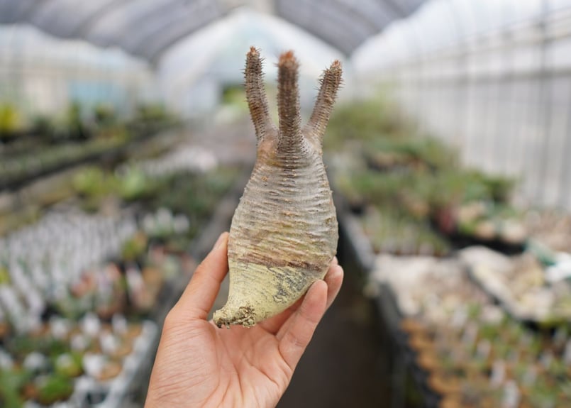 パキポディウム・グラキリス 抜き苗 〈35〉 | mana's farm:塊根植物