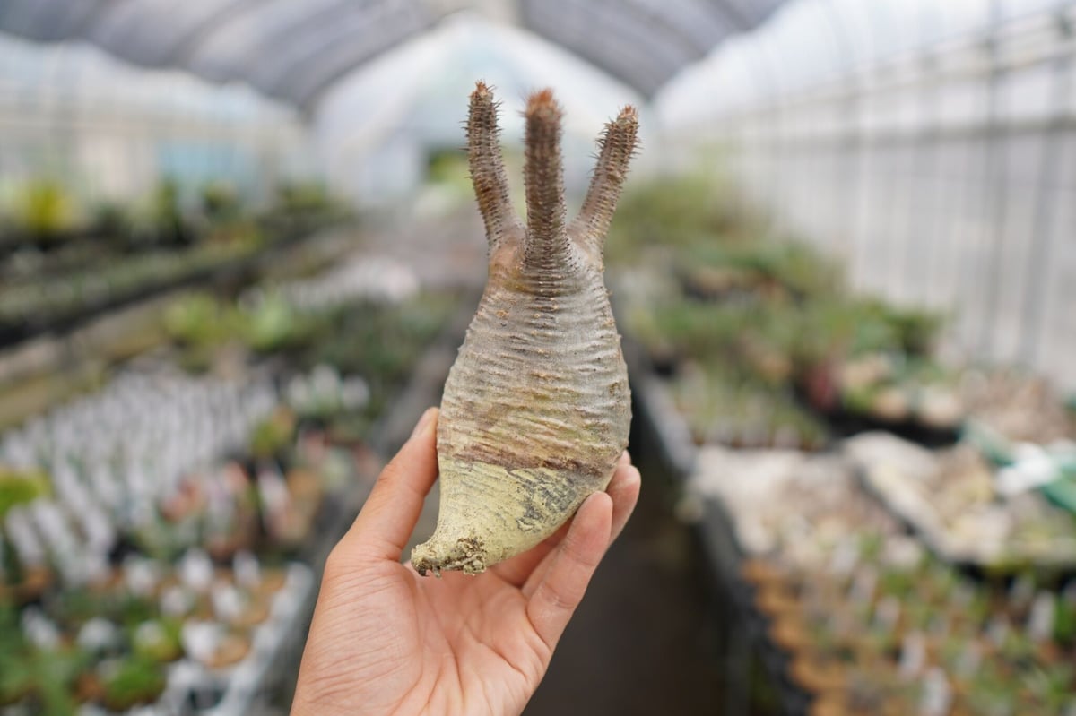 パキポディウム・グラキリス 抜き苗 〈35〉 | mana's farm:塊根植物