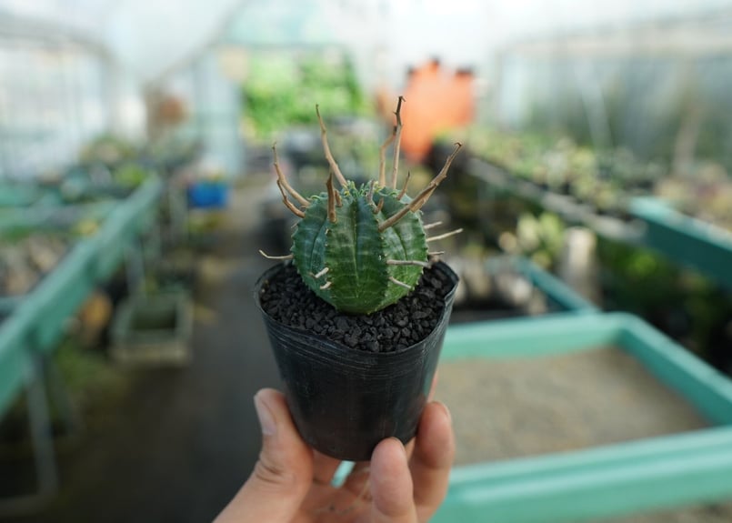 【SRL鉢付き】ユーフォルビア・スーパーバリダ SRL鉢付き】ユーフォルビア・スーパーバリダ ユーフォルビア・スーパー