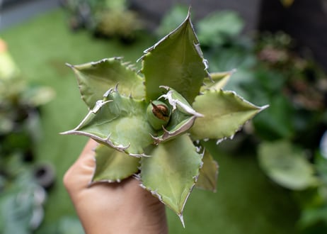 Agave Sowing seeds A NO.6