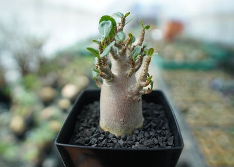 アデニウム　Adenium　No.2