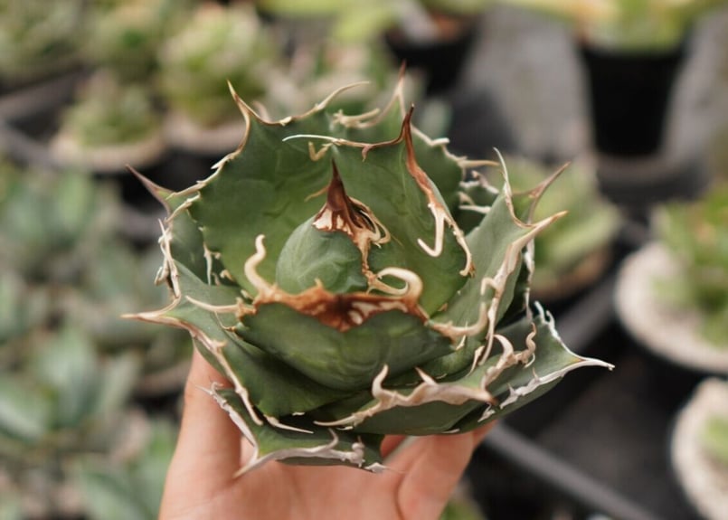 アガベ チタノタ 白鯨 NO.6 | mana's farm:塊根植物・アガベ・ドライ