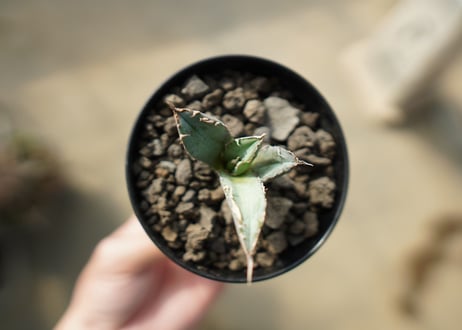 アガベ　チタノタ　 ブラックアンドブルー 　Agave titanota black and blue No.1