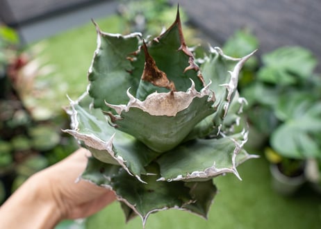Agave White flame B 白火焔  NO.4