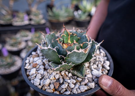 agave titanota　白鯨  ガチムチ選抜株  No.2