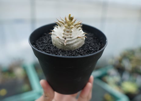 パキポディウム　恵比寿大黒　Pachypodium Densicaule　No.8
