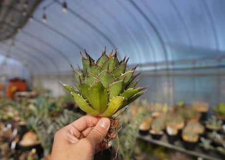 agave titanota 剣竜　No.12