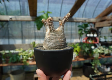 【未発根】パキポディウム　グラキリス　 Pachypodium Gracilius  No.1