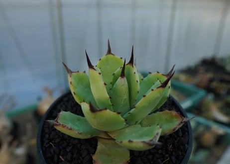 アガベ　マクロアカンサ×ポタトラム　 Agave macroacantha×potatorum