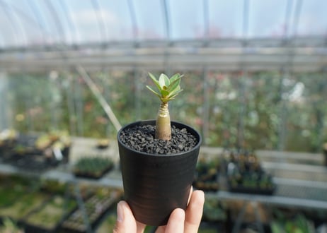 アデニウム　Adenium  No.10
