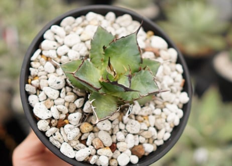 Agave titanota hades No.2