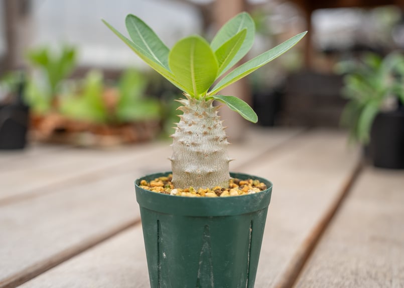 パキポディウム・ホロンベンセ(鉢付き) パキポディウム・ホロンベンセ(鉢付き) 楽天市場】観葉植物