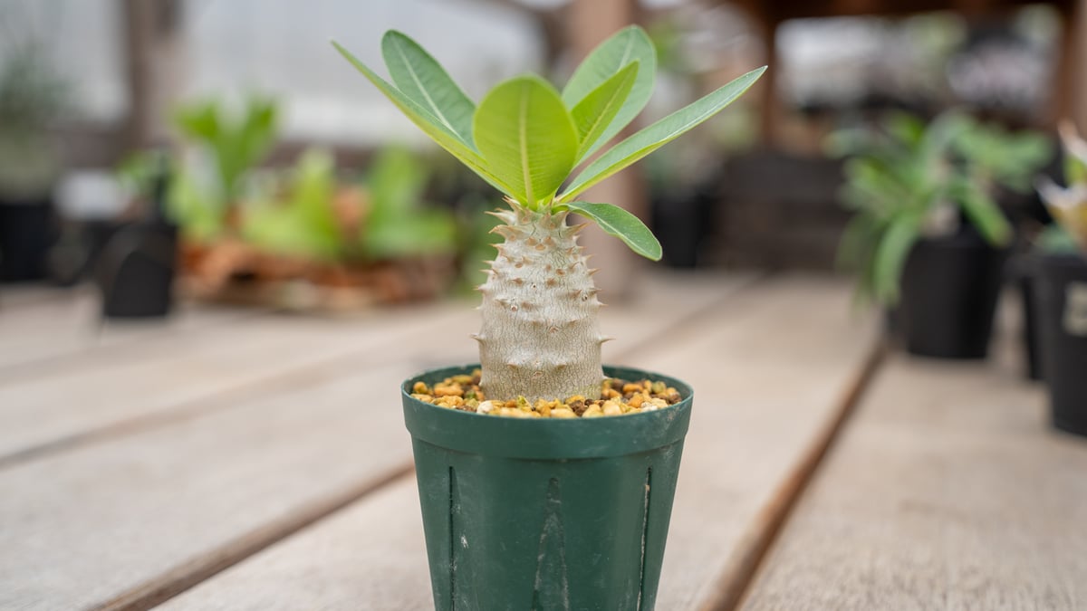 パキポディウム　ホロンベンセ(発根済み) パキポディウム ホロンベンセ | mana's farm:塊根植物・アガベ・ドライ