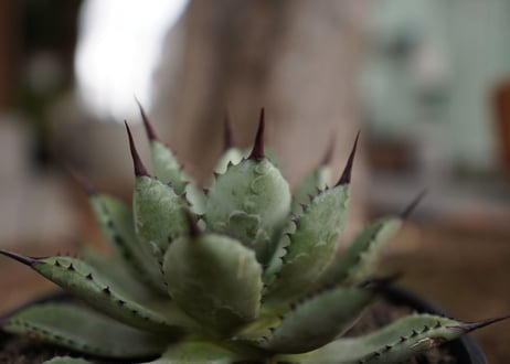 アガベ　マクロアカンサ×ポタトラム　 Agave macroacantha×potatoruｍ　NO.5