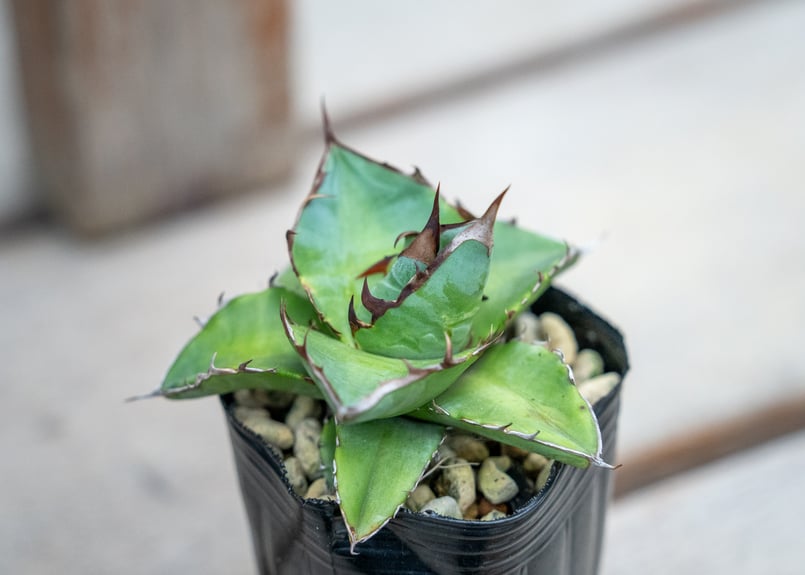 アガベ チタノタ ブルー 沖縄実生 | mana's farm:塊根植物・アガベ